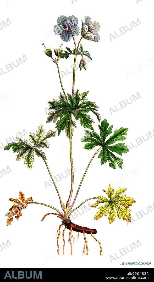 Wiesen-Storchschnabel, Geranium pratense, auch Blaues Schnabelkraut / Geranium pratense, the meadow crane's-bill, or meadow geranium, Historisch, historical, digital improved reproduction of an original from the 19th century / digital restaurierte Reproduktion einer Originalvorlage aus dem 19. Jahrhundert, genaues Originaldatum nicht bekannt.