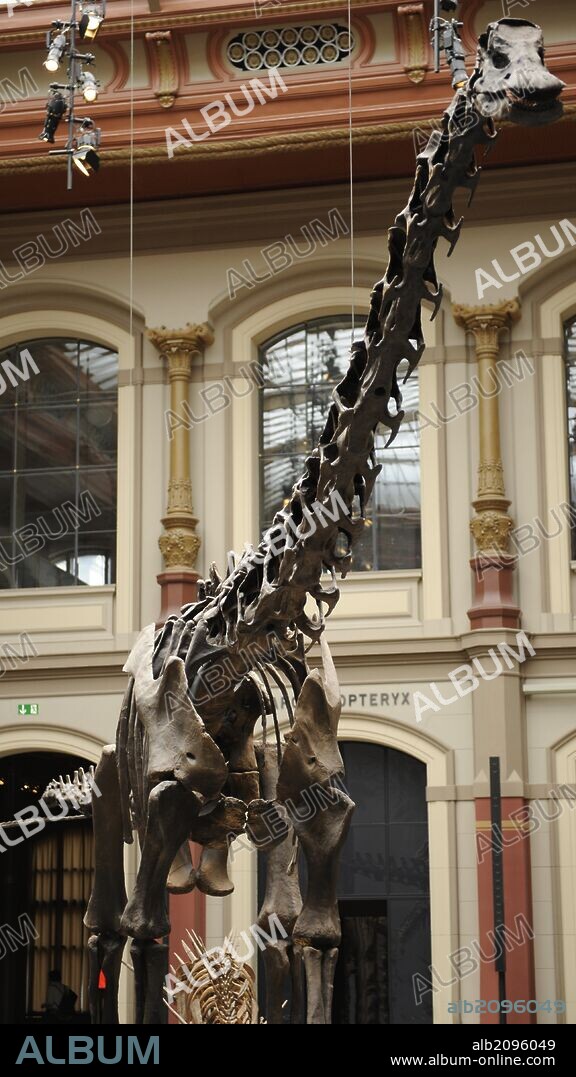 Sala de los dinosaurios. Esqueleto de un Diplodocus. Museum fur Naturkunde (Museo de Historia Natural). Berlín. Alemania. Europa.