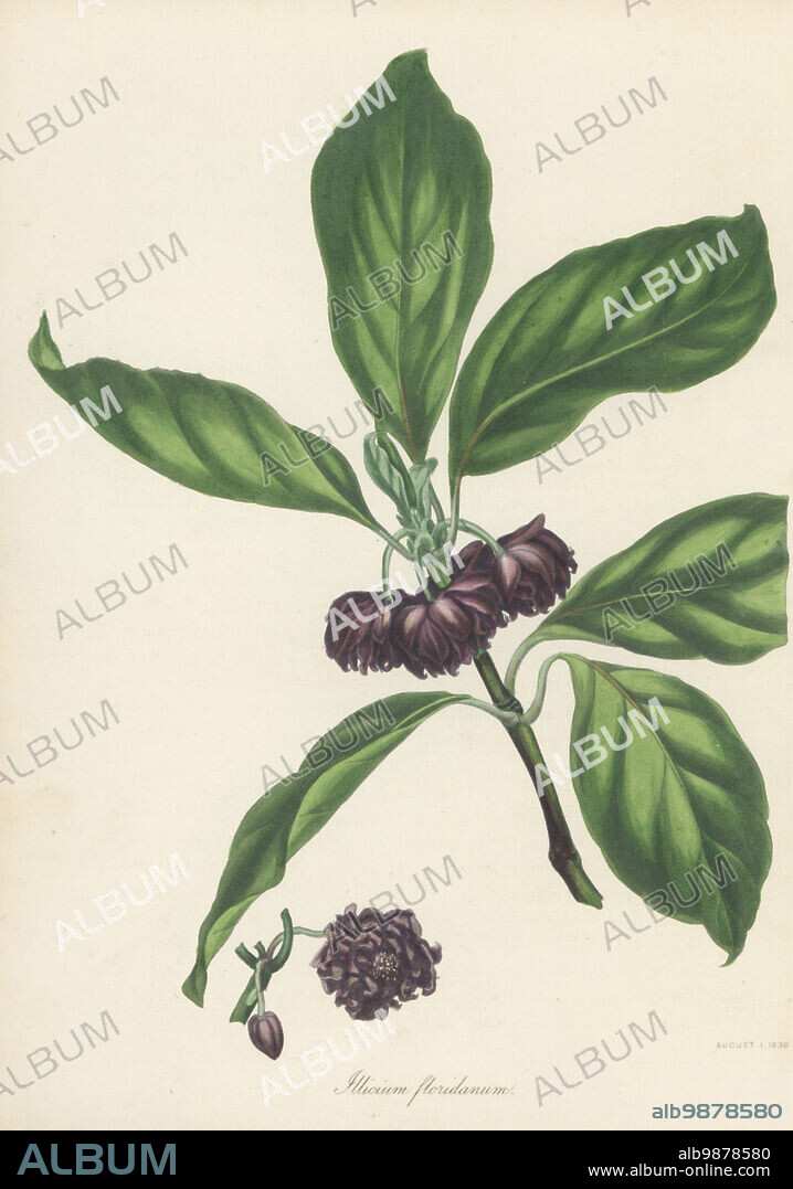 Purple anise, Florida anise, stink-bush or star-anise, Illicium floridanum. Native to West Florida, North America, introduced to Britain in 1766. Florida aniseed tree. Handcoloured lithograph from Joseph Paxtons Magazine of Botany, and Register of Flowering Plants, Volume 5, Orr and Smith, London, 1838.