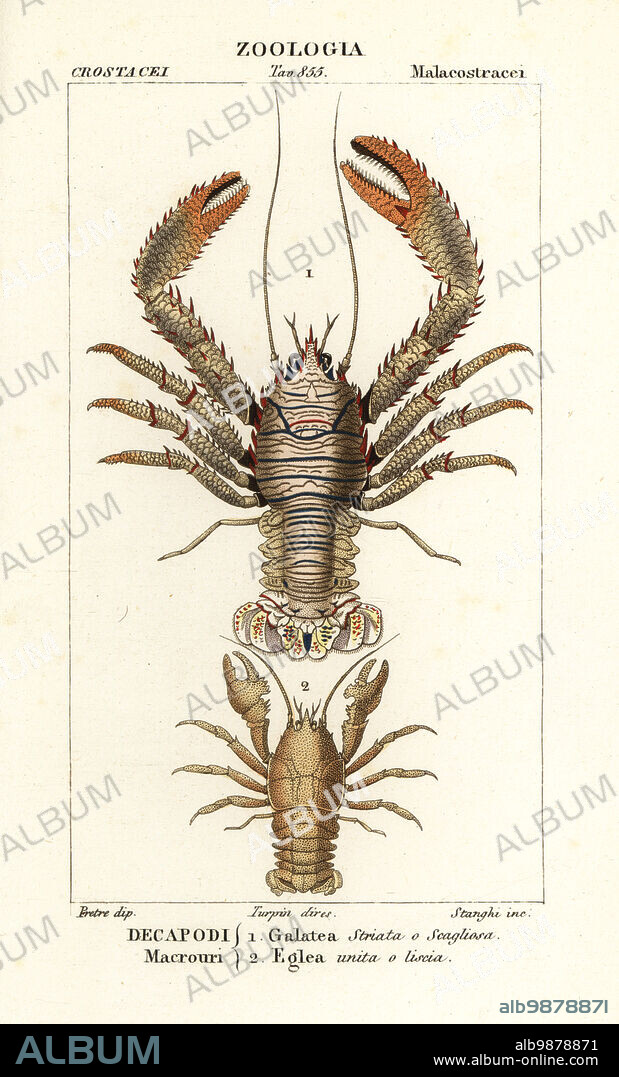 Squat lobster, Galathea strigosa 1, and Aegla laevis 2. Galatea striata or scagliosa, Eglea unita o liscia. Handcoloured copperplate stipple engraving from Antoine Laurent de Jussieu's Dizionario delle Scienze Naturali, Dictionary of Natural Science, Florence, Italy, 1837. Illustration engraved by Stanghi, drawn by Jean Gabriel Pretre and directed by Pierre Jean-Francois Turpin, and published by Batelli e Figli. Turpin (1775-1840) is considered one of the greatest French botanical illustrators of the 19th century.