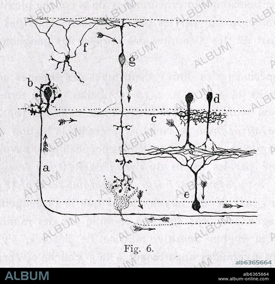 SANTIAGO RAMóN Y CAJAL. CORTE ESQUEMATICO DE LA RETINA DE LAS AVES - DIBUJO CIENTIFICO - PEDIR DERECHOS.