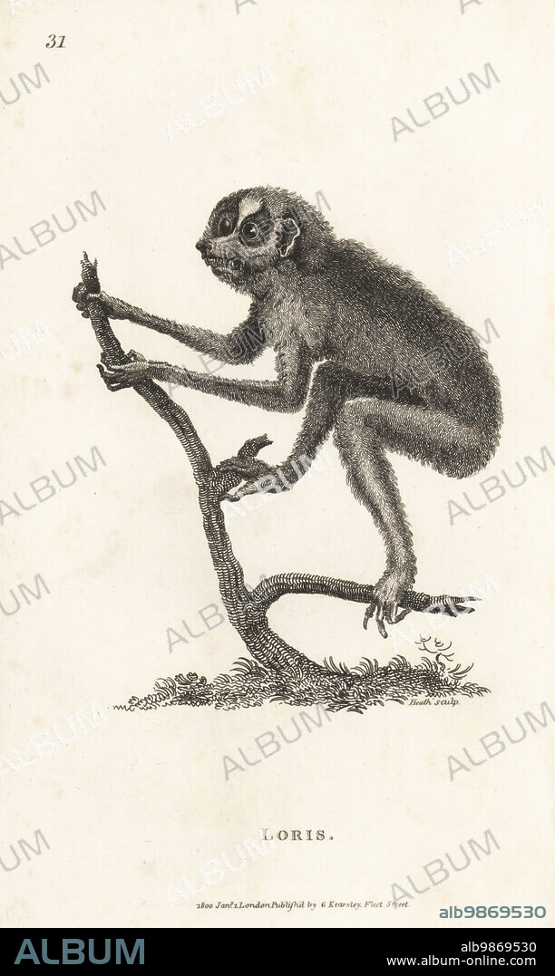 Endangered red slender loris, Loris tardigradus. Loris, Lemur lori. From a specimen in the Leverian Museum. Copperplate engraving by James Heath from George Shaws General Zoology: Mammalia, G. Kearsley, Fleet Street, London, 1800.