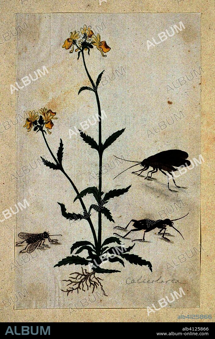 Calceolaria with three insects (Slipperwort) (title on object). Draughtsman: Robert Jacob Gordon. Dating: Oct-1777 - Mar-1786. Measurements: h 660 mm × w 480 mm; h 283 mm × w 178 mm.