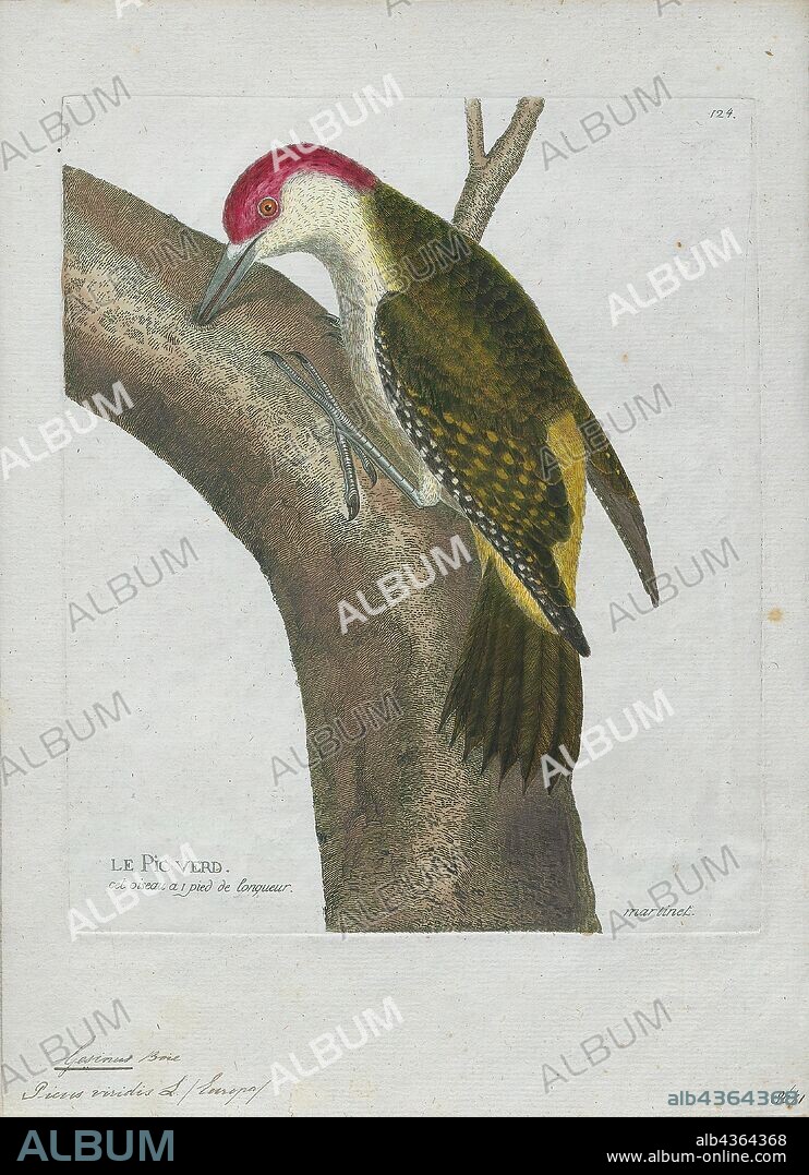 Gecinus viridis, Print, Picus (genus), Picus is a genus of birds in the woodpecker family. It has representatives in Europe, Asia and North Africa. The genus name is Latin for "woodpecker". The type species was originally unclear, but it is likely to have been the European green woodpecker., 1790-1796.