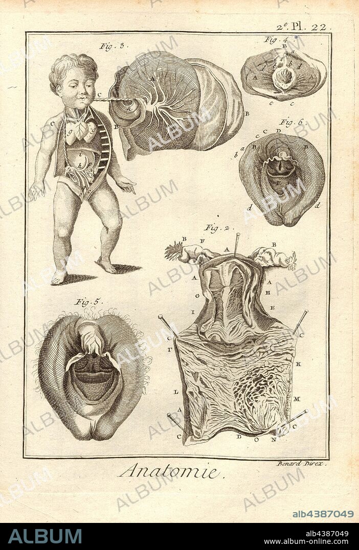 Anatomie, Détails de la matrice, d'après Haller & autres, Uterus, Signed: Benard direx, 2nd pl. 22, after p. 48, Benard (dir.), 1778, Denis Diderot; M. d'Alembert: Encyclopédie, ou dictionnaire raisonné des sciences, des arts et des métierss, des arts et des métiers. Genève: chez Pellet, MDCCLXXVIII [1778].