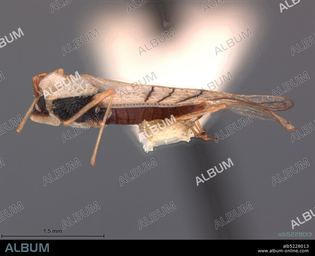 Rio Frio, Cauca, Colombia, Gargaphia nigrinervis impedata Drake & Hambleton, 1944, Animalia, Arthropoda, Insecta, Hemiptera, Heteroptera, Tingidae.