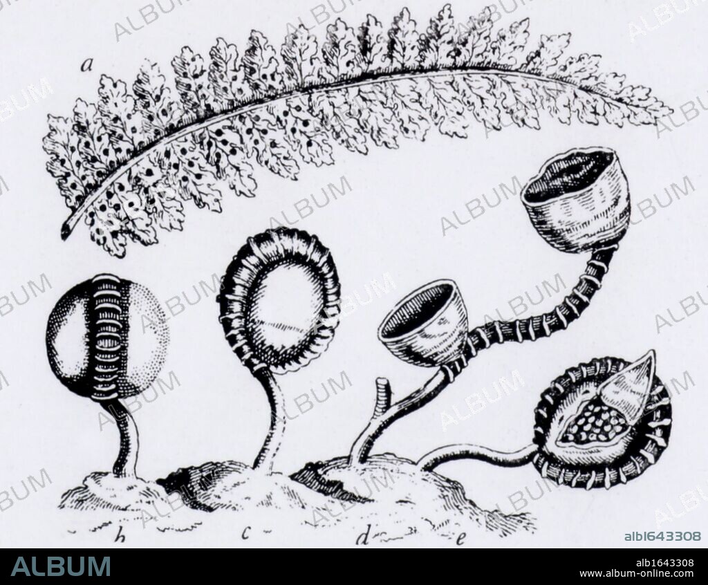 Observation by Jan Swammerdam (1637-1680), Dutch naturalist, of sporangia (spore capsules) of a Polypodium with, at a, the underside of a frond of the fern showing the position of the sporangia. Engraving. (Photo by: Universal History Archive/UIG via Getty Images).