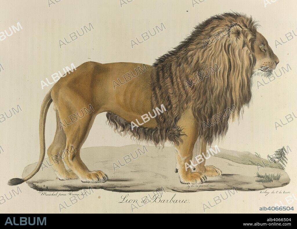 Lion de Barbarie. A Barbary lion. Histoire Naturelle des MammifÃ¨res ... Paris, 1824-57. Source: 1257.l.1-4,. Language: French.