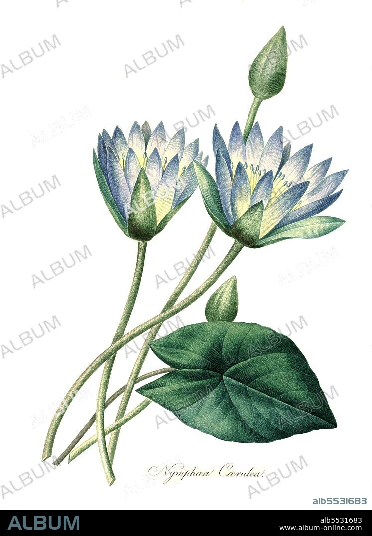 Nymphaea caerulea, auch Blauer Lotus .