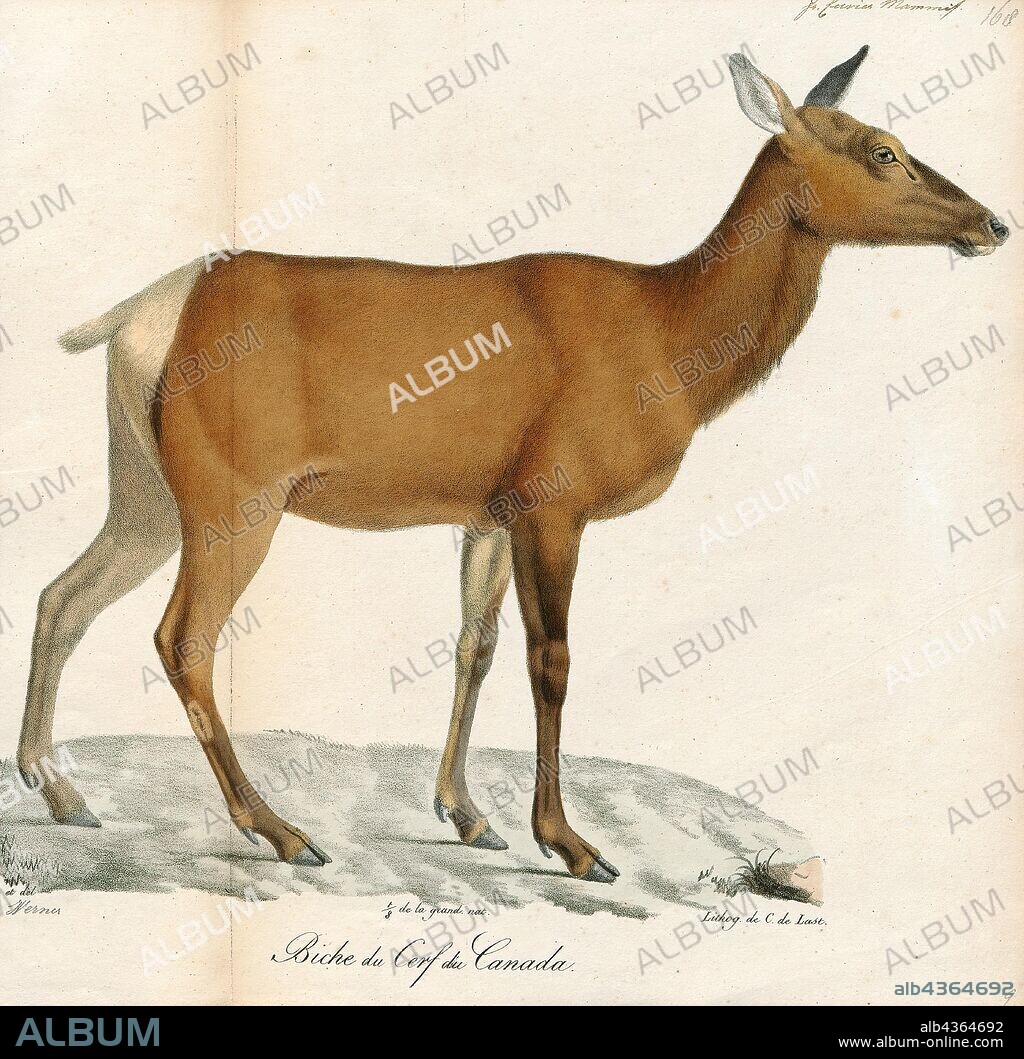 Cervus canadensis, Print, The elk or wapiti (Cervus canadensis) is one of the largest species within the deer family, Cervidae, and one of the largest terrestrial mammals in North America and Northeast Asia. This animal should not be confused with the still larger moose (Alces alces) to which the name "elk" applies in British English and in reference to populations in Eurasia., 1818-1842.