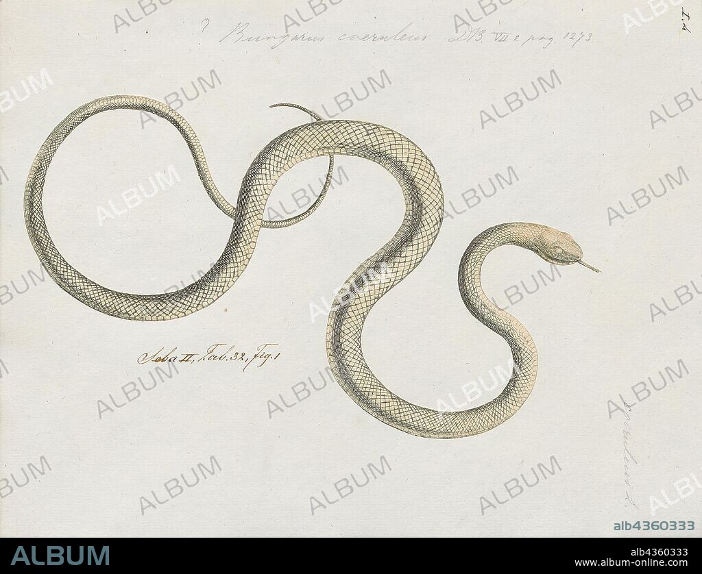 Bungarus caeruleus, Print, The common krait (Bungarus caeruleus), also known as Indian krait or blue krait) is a species of venomous snake of the genus Bungarus found in the jungles of the Indian subcontinent. It is a member of the "big four" species, inflicting the most snakebites on humans in India., 1734-1765.