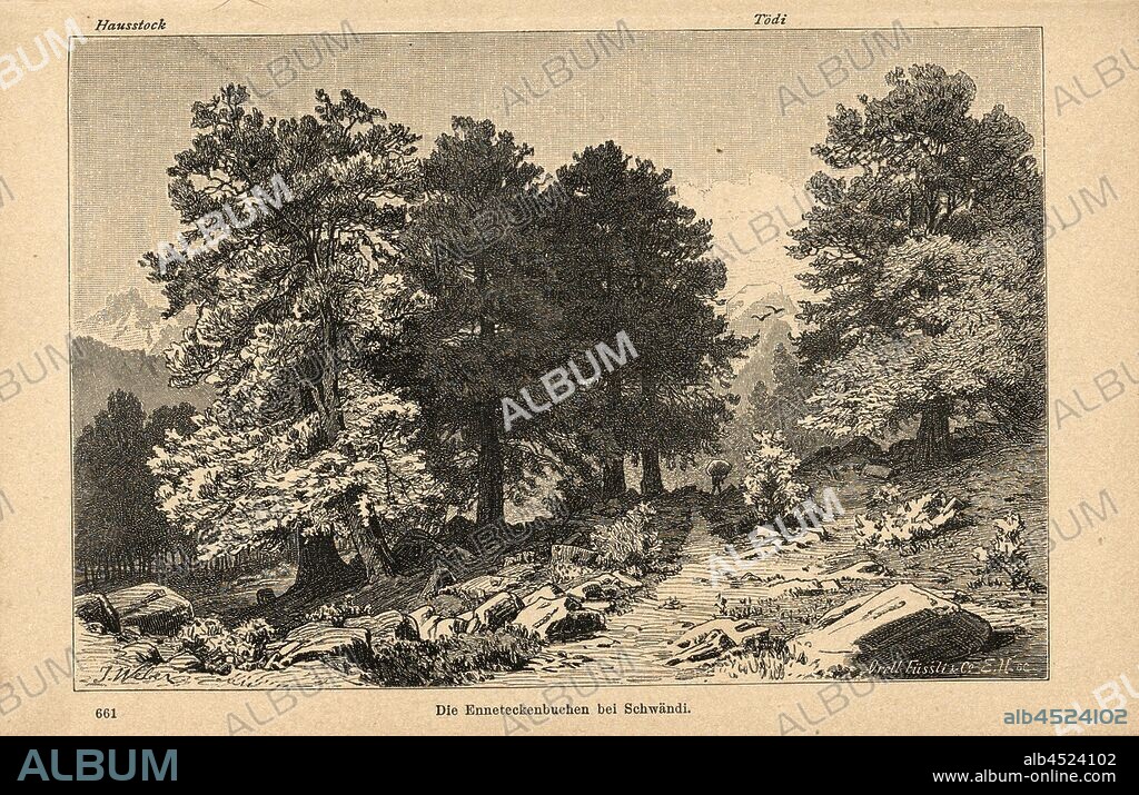 The Enneteckenbuchen at Schwändi, Trees and meadows near Schwändi, Hausstock and Tödi in the Canton of Glarus, signed: J. Weber; Orell Füssli & Co, E.H. sc, Fig. 16, p. 48, Weber, Johannes (del.); Orell Füssli & Co. (exc.), 1884, Ernst Buss: Glarnerland und Walensee. Zürich: Verlag, Druck und Illustration von Orell Füssli & Co., [1885].