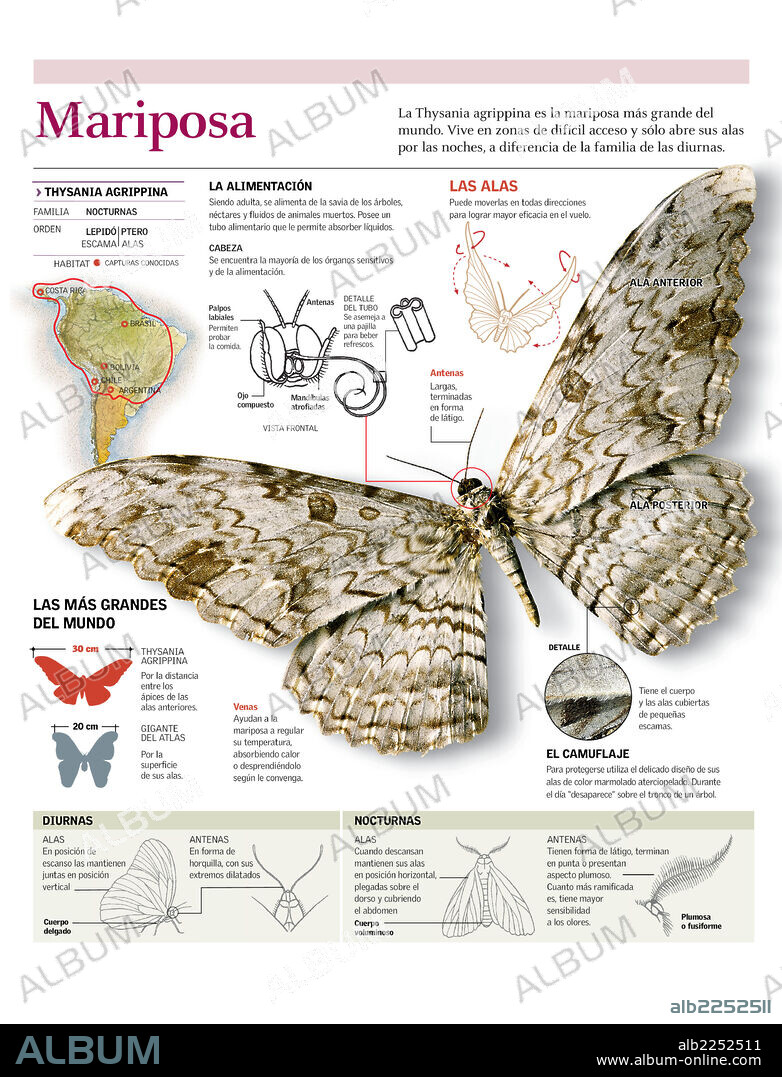 MARIPOSA. Infografía de la anatomía, vuelo y clasificación de la mariposa, con detalle de una Thysania agrippina.