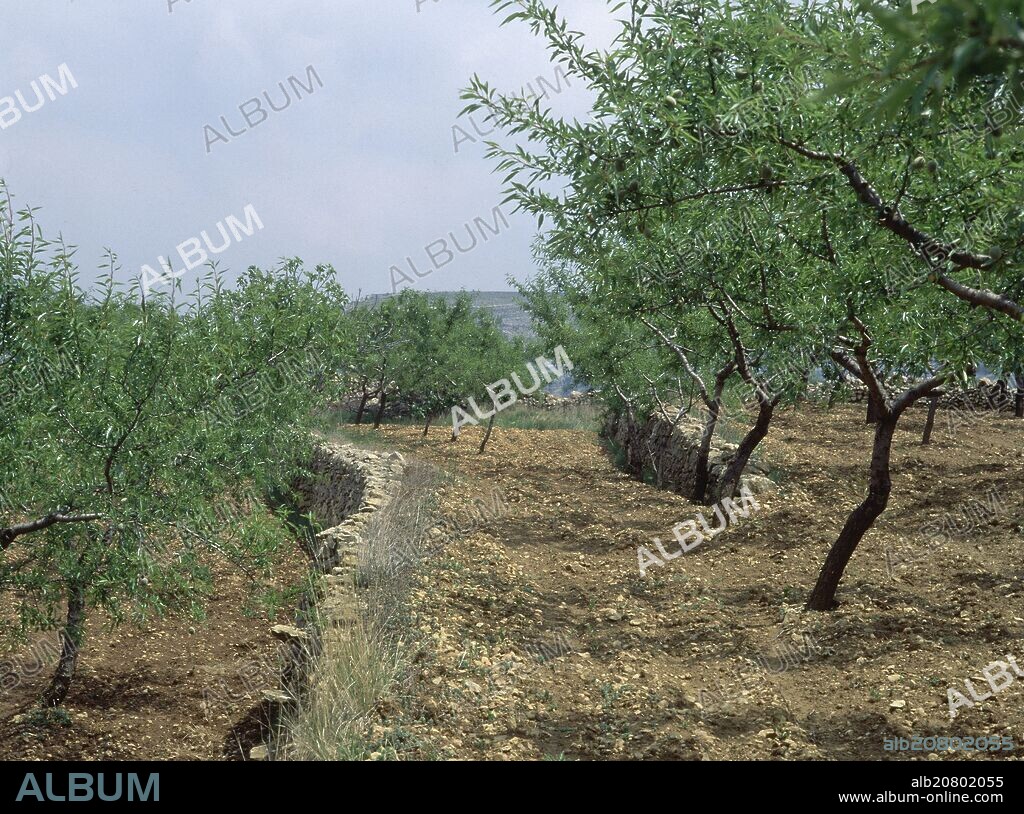 ALMENDROS EN TERRAZAS O BANCALES.