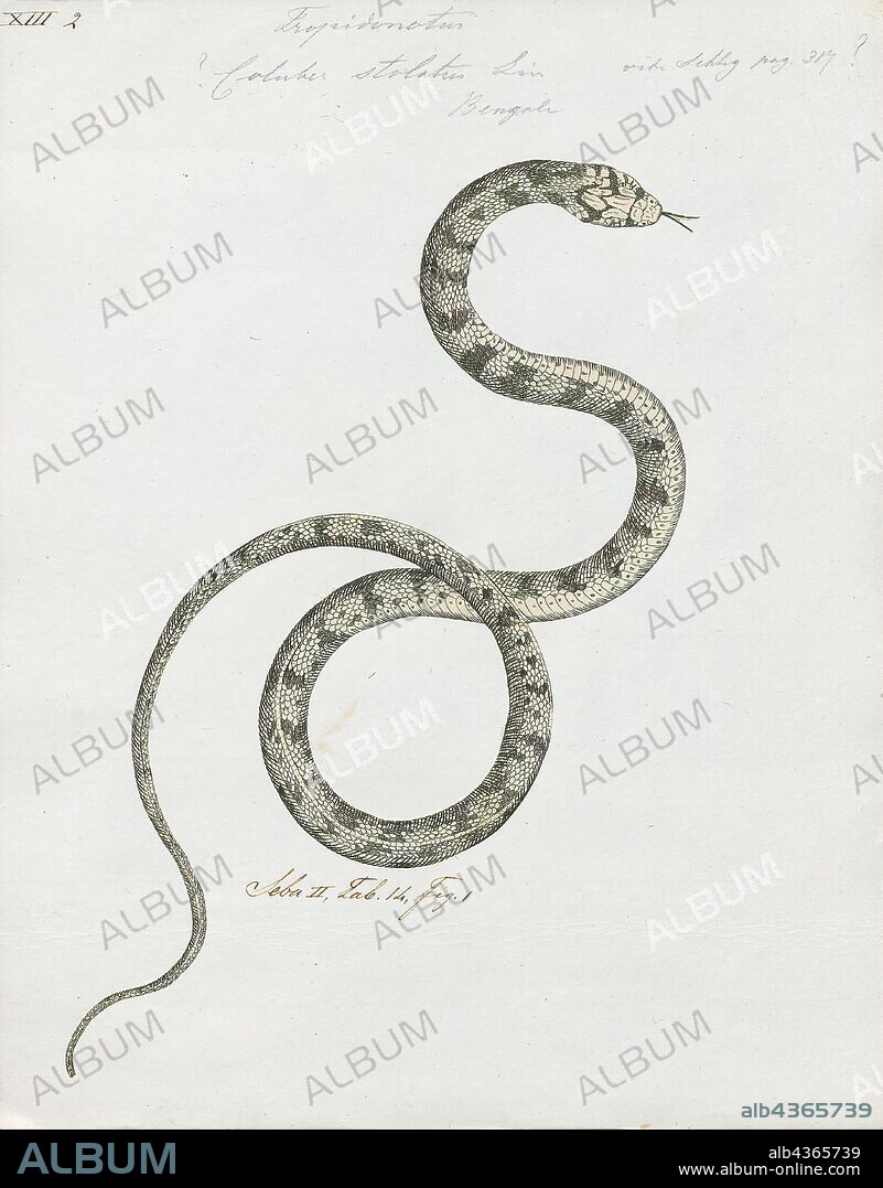 Coluber stolatus, Print, The buff striped keelback (Amphiesma stolatum) is a species of nonvenomous colubrid snake found across Asia. It is the sole species of genus Amphiesma. It is a typically nonaggressive snake that feeds on frogs and toads. It belongs to the subfamily Natricinae, and is closely related to water snakes and grass snakes. It resembles an Asian version of the American garter snake. It is quite a common snake but is rarely seen., 1700-1880.