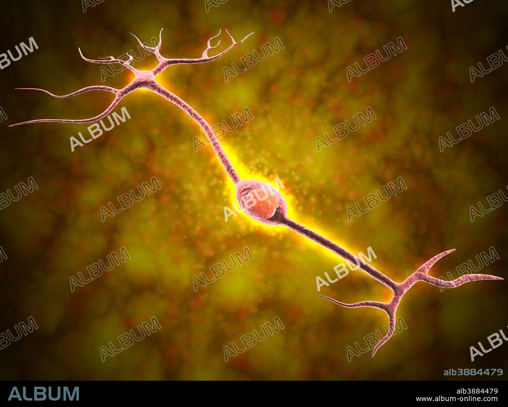 Microscopic view of a bipolar neuron. A bipolar cell is a type of neuron which has two extensions. Bipolar cells are specialized sensory neurons for the transmission of special senses.