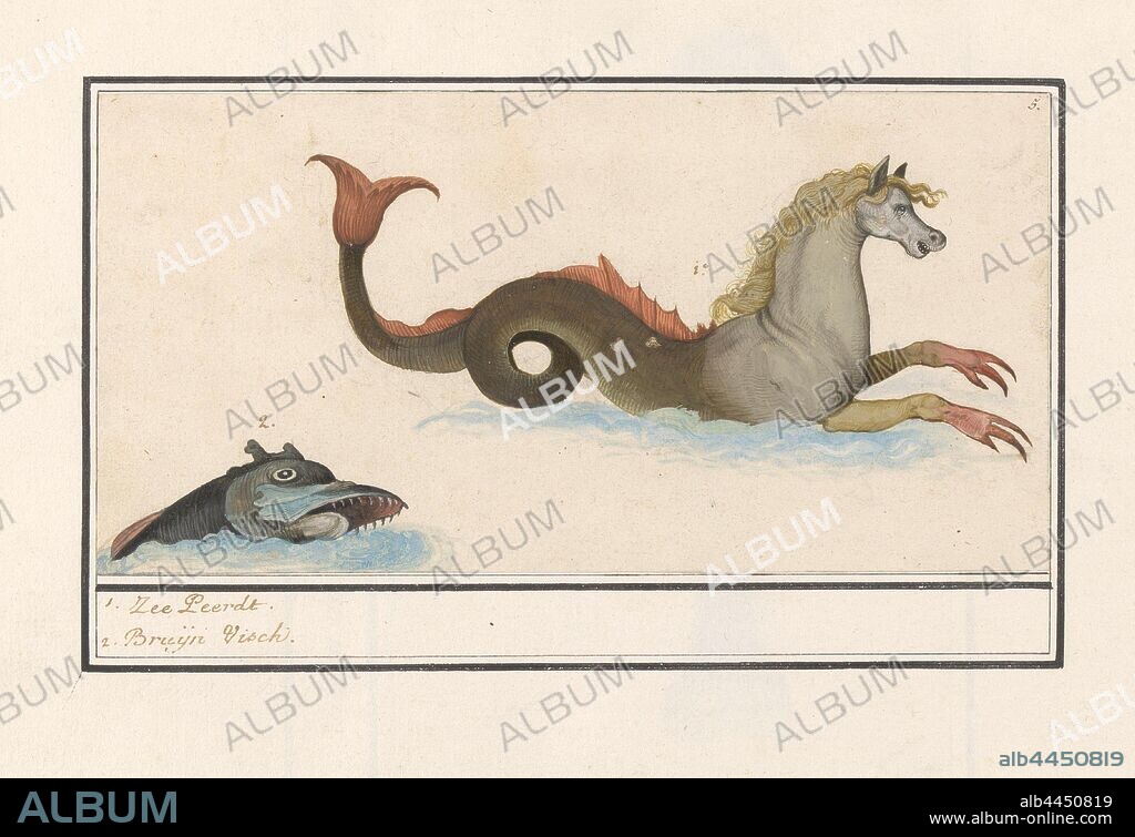 Hippocampus and fish (fantasy animals), 1. Zee-Peerdt 2. Bruijn Visch (title on object), Hippocampus (sea horse) and a fish, both fantasy animals. Numbered top right: 5. Part of the sixth album with drawings of fish, shells and insects. Sixth of twelve albums with drawings of animals, birds and plants known around 1600, commissioned by Emperor Rudolf II. With explanations in Dutch, Latin and French, sea-horse, hippocamp, 'hippocampus', (horse / fish) (mythological hybrid monster), fishes, Anselmus Boetius de Boodt, 1596 - 1610, paper, pencil, chalk, watercolor (paint), deck paint, ink, pen, h 125 mm × w 245 mm.