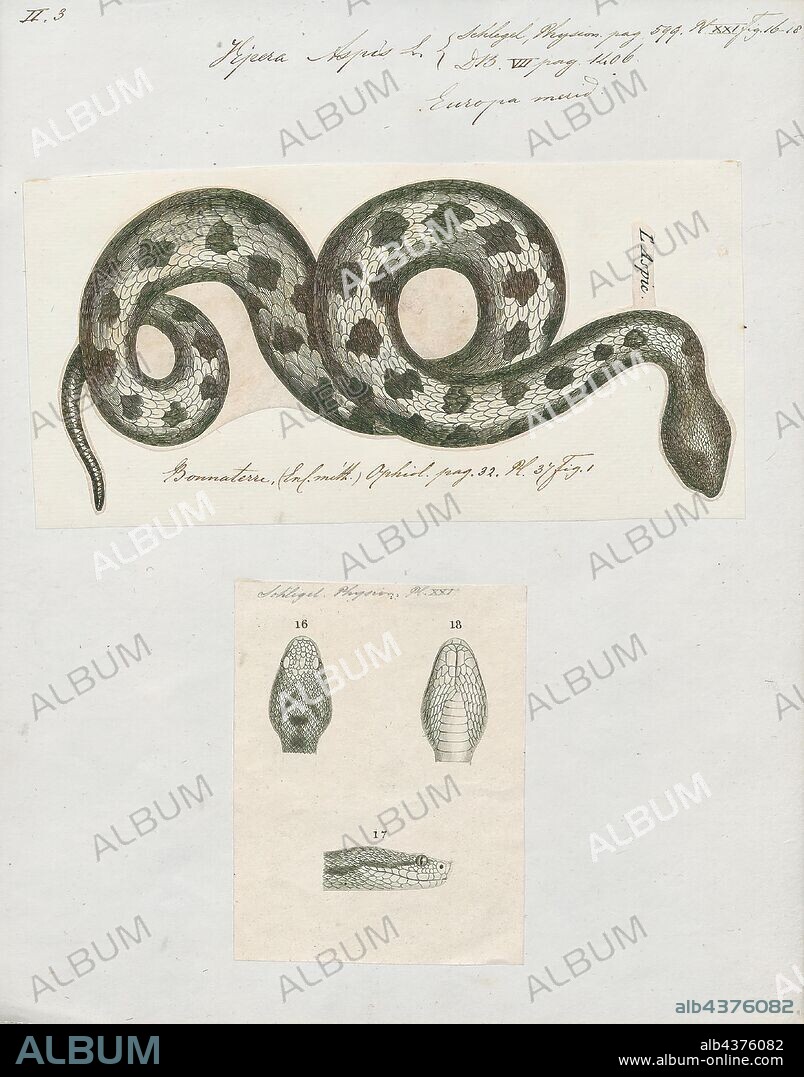 Vipera aspis, Print, Vipera aspis is a venomous viper species found in southwestern Europe. Its common names include asp, asp viper, European asp, and aspic viper, among others. Bites from this species can be more severe than from the European adder, V. berus; not only can they be very painful, but also about 4% of all untreated bites are fatal. The specific epithet, aspis, is a Greek word that means "viper." Five subspecies are currently recognized, including the nominate subspecies described here.