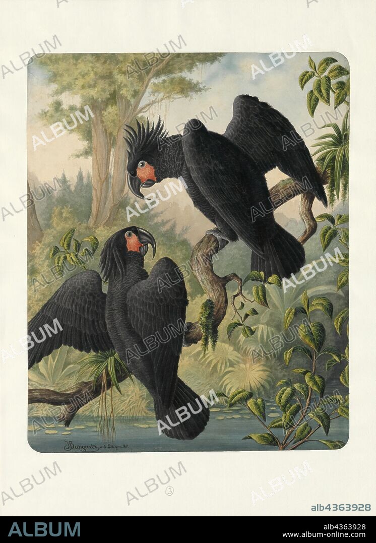 Cacatuidae, Print, A cockatoo is any of the 21 parrot species belonging to the family Cacatuidae, the only family in the superfamily Cacatuoidea. Along with the Psittacoidea (true parrots) and the Strigopoidea (large New Zealand parrots), they make up the order Psittaciformes. The family has a mainly Australasian distribution, ranging from the Philippines and the eastern Indonesian islands of Wallacea to New Guinea, the Solomon Islands and Australia., 1880.