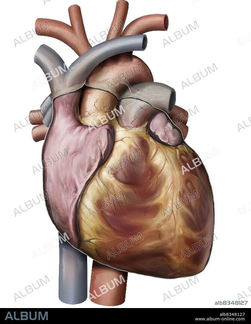 The heart is a muscular organ made up of four chambers; its regular rhythmic contractions pump and circulate blood.