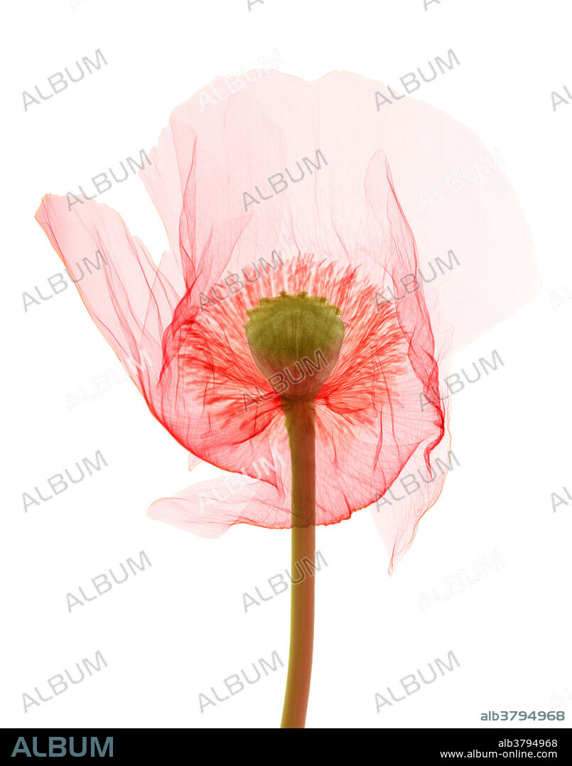 X-ray of Opium poppy (Papaver somniferum) flower. This poppy is the source of opium, a narcotic resin that contains the alkaloids morphine and codeine. These are used by the pharmaceutical industry as painkillers (analgesics). Opium can be refined to yield the illegal drug heroin.