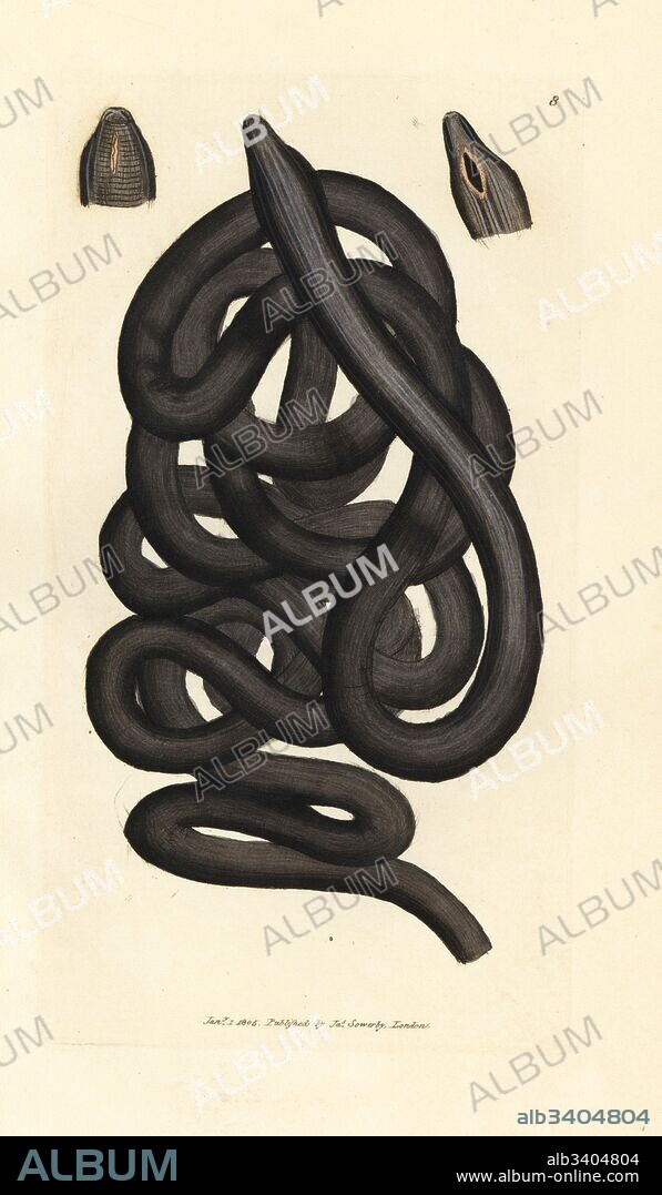 Bootlace worm, Lineus longissimus. Handcoloured copperplate engraving by James Sowerby from The British Miscellany, or Coloured figures of new, rare, or little known animal subjects, London, 1804.