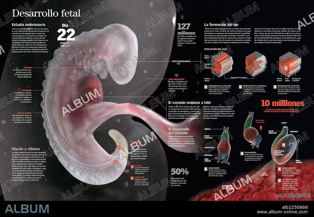 Desarrollo fetal. Infografía del desarrollo fetal hasta el día 22 de gestación, período en el que empieza a latir el corazón y se desarrollan los ojos.
