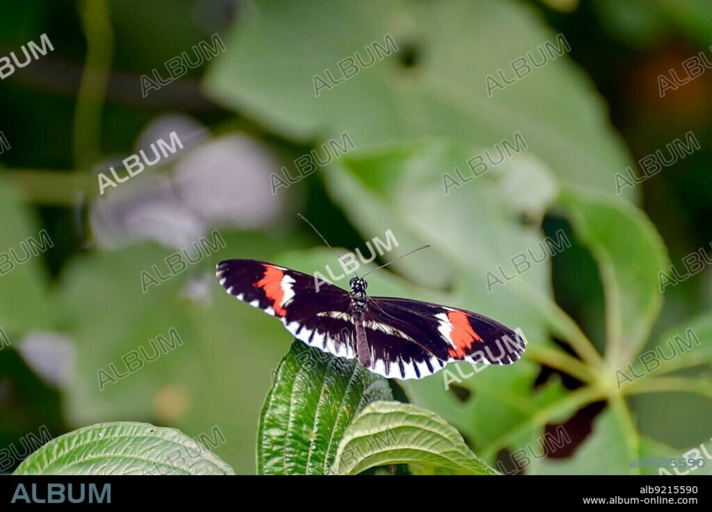 Postman Butterfly (heliconius melpomene) resting on a leaf
