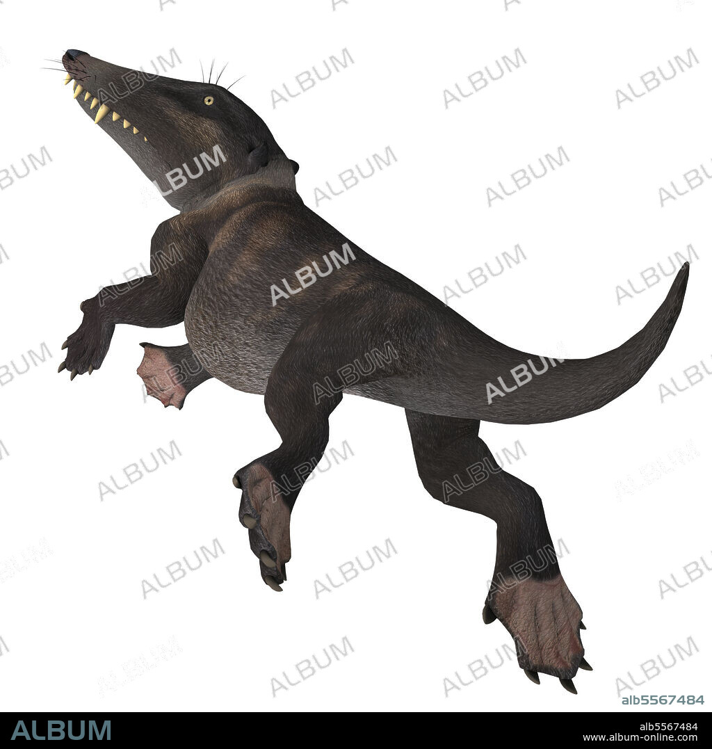 Ambulocetus mammal, white background. Ambulocetus was the primitive otter-like ancestor of the whale and lived in Pakistan and India during the Eocene Period.