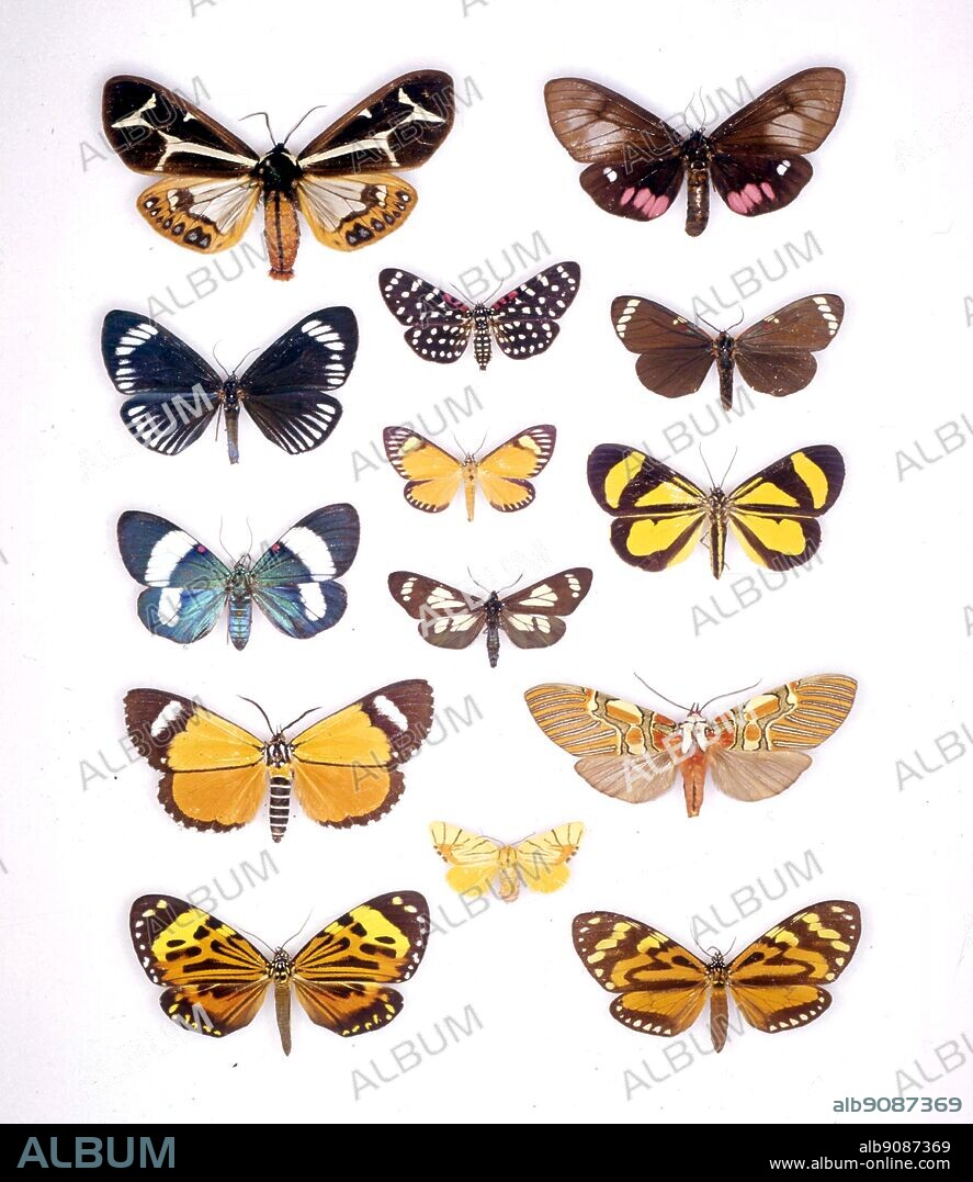 Butterflies/moths - (left top to bottom) Dysschema mariamne, Hypocrita aletta, Hypocrita dejanira, Phaegorista similis, Chetone histrio - (middle top to bottom) Composia credula, Calodesma maculifrons, Gnophaela arizonae, Camptoloma interiorata - (top right to bottom) Dysschema tricolora, Phaloesia saucia, Ephestris melaxantha, Anaxita drucei, Chetone angulosa.