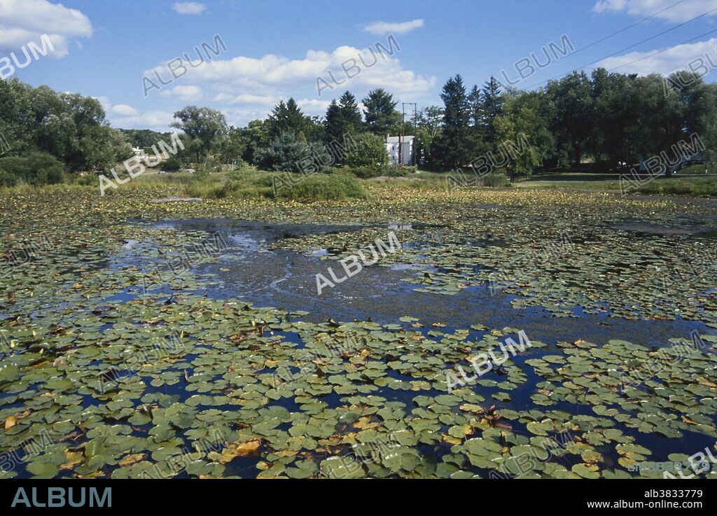 Eutrophic pond in the Pocono Mountains, Pennsylvania.  Eutrophic ponds are filled with plants and algae. This can be a natural process, or it can be caused by an increase in nutrients from fertilizers and detergents.  Eventually, the pond may fill in and become a marsh or meadow.