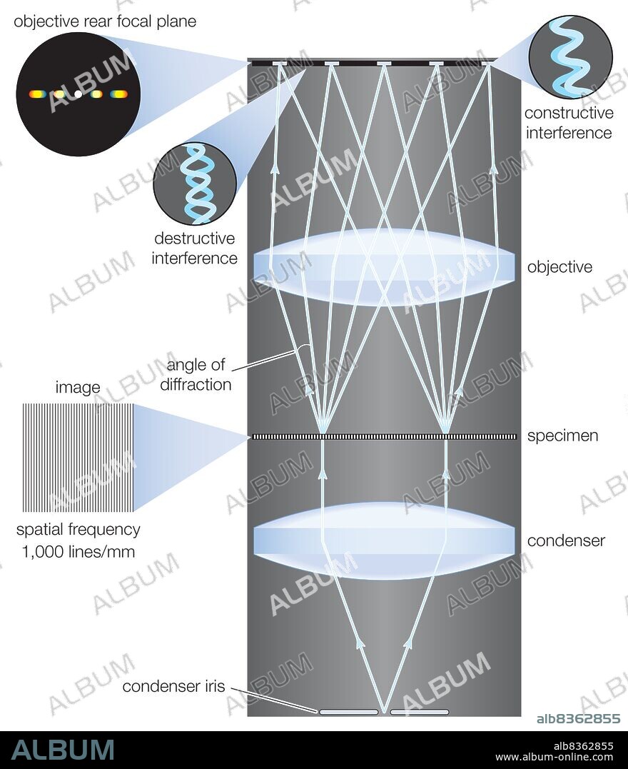 Image formation in a microscope, according to the Abbe theory.