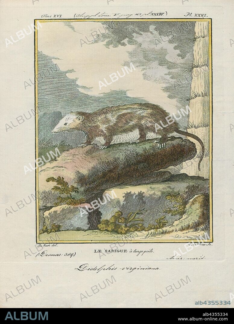 Didelphis virginiana, Print, The Virginia opossum (Didelphis virginiana), commonly known as the North American opossum, is the only marsupial found north of Mexico. In the United States, the animal is typically referred to simply as a possum. It is a solitary and nocturnal animal about the size of a domestic cat. It is a successful opportunist. It is familiar to many North Americans as it is often seen near towns, rummaging through garbage cans, and can become a nuisance., 1700-1880.