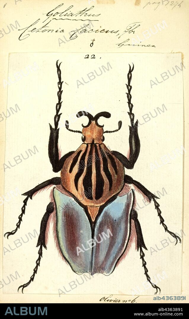 Goliathus, Print, The Goliath beetles (named after the biblical giant Goliath) are any of the five species in the genus Goliathus. Goliath beetles are among the largest insects on Earth, if measured in terms of size, bulk and weight. They are members of subfamily Cetoniinae, within the family Scarabaeidae. Goliath beetles can be found in many of Africa's tropical forests, where they feed primarily on tree sap and fruit. Little appears to be known of the larval cycle in the wild, but in captivity, Goliathus beetles have been successfully reared from egg to adult using protein-rich foods such as commercial cat and dog food. Goliath beetles measure from 60–110 millimetres (2.4–4.3 in) for males and 50–80 millimetres (2.0–3.1 in) for females, as adults, and can reach weights of up to 80–100 grams (2.8–3.5 oz) in the larval stage, though the adults are only about half this weight. The females range from a dark brown to silky white, but the males are normally brown/white/black or black/white.