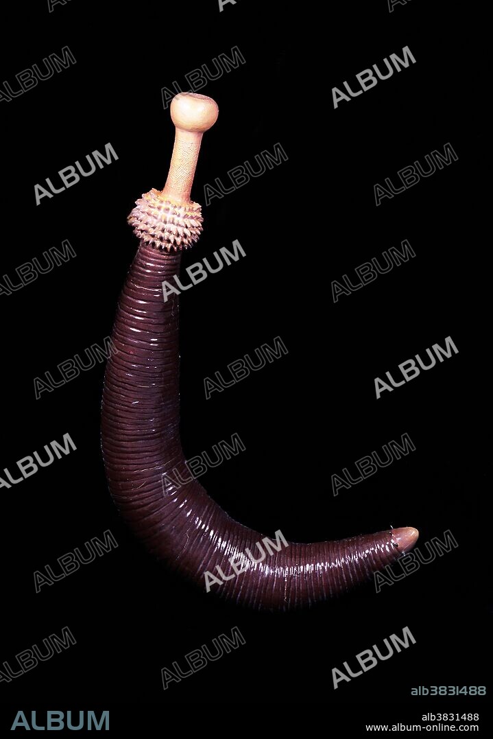 Reconstruction of the priapulid worm, Ottoia prolifica, from the Middle Cambrian Burgess Shale of British Columbia. This is the most abundant priapulid in the Burgess Shale, with hundreds of fossils recovered. Over thirty specimens show the hyolith, Haplophrentis, in the gut (one with six in a single individual). This indicates that, like modern priapulid worms, Ottoia was a voracious carnivore. Ottoia lived in u-shaped burrows in the sediment with a long proboscis extended for feeding. Sizes range from 2 to 16 cm. in length.