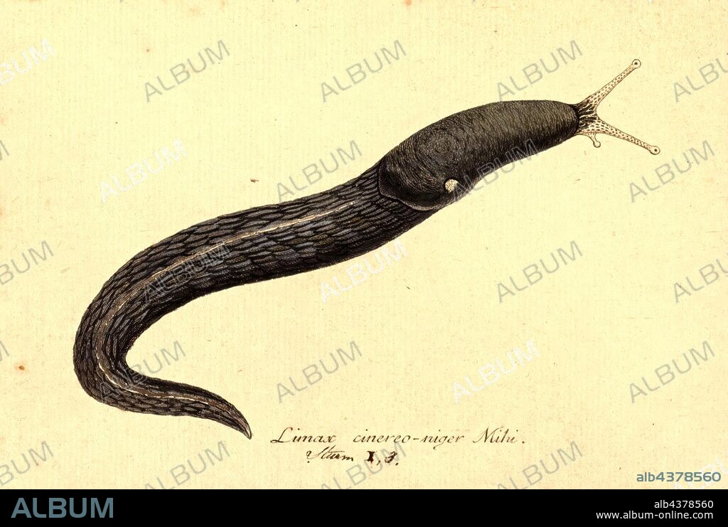 Limax cinereoniger, Print, Limax cinereoniger is a large species of air-breathing land slug in the terrestrial pulmonate gastropod mollusk family Limacidae, the keelback slugs. This is the largest land slug species in the world.