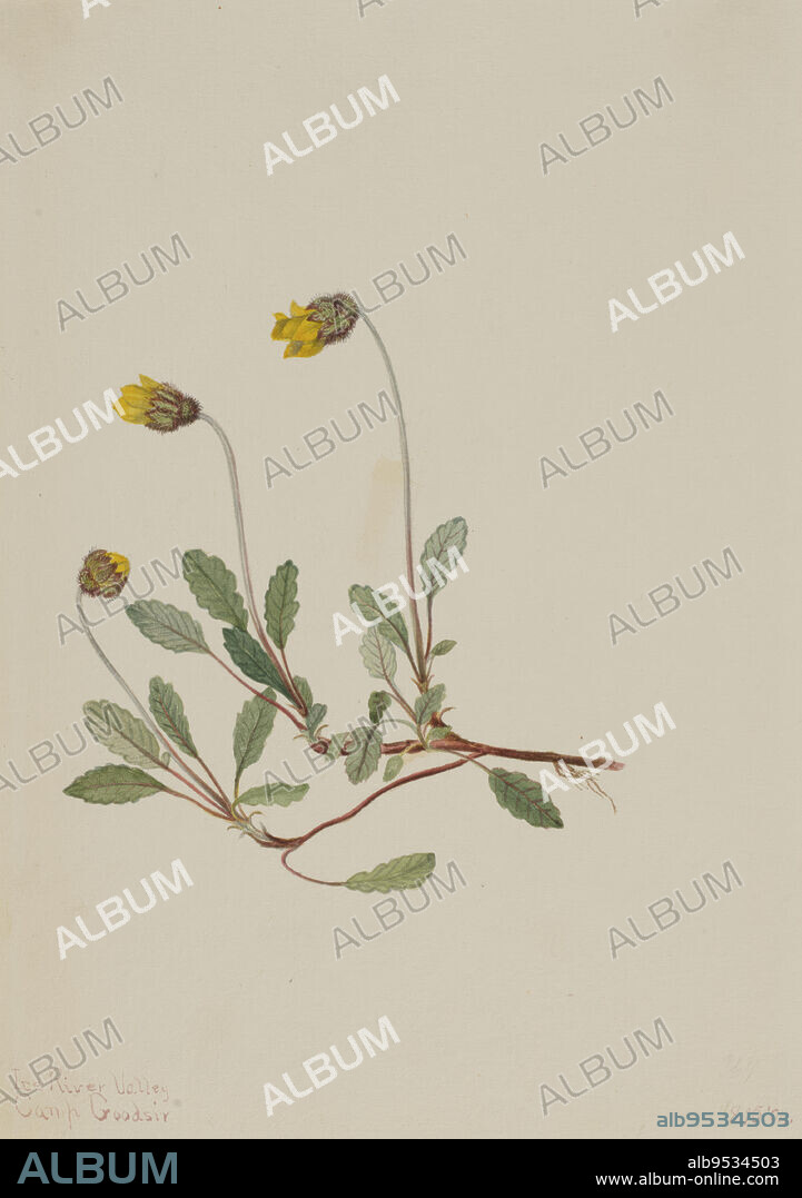 MARY VAUX WALCOTT. Yellow Dryad (Dryas drummondii). Date: 1904. Watercolor on paper.