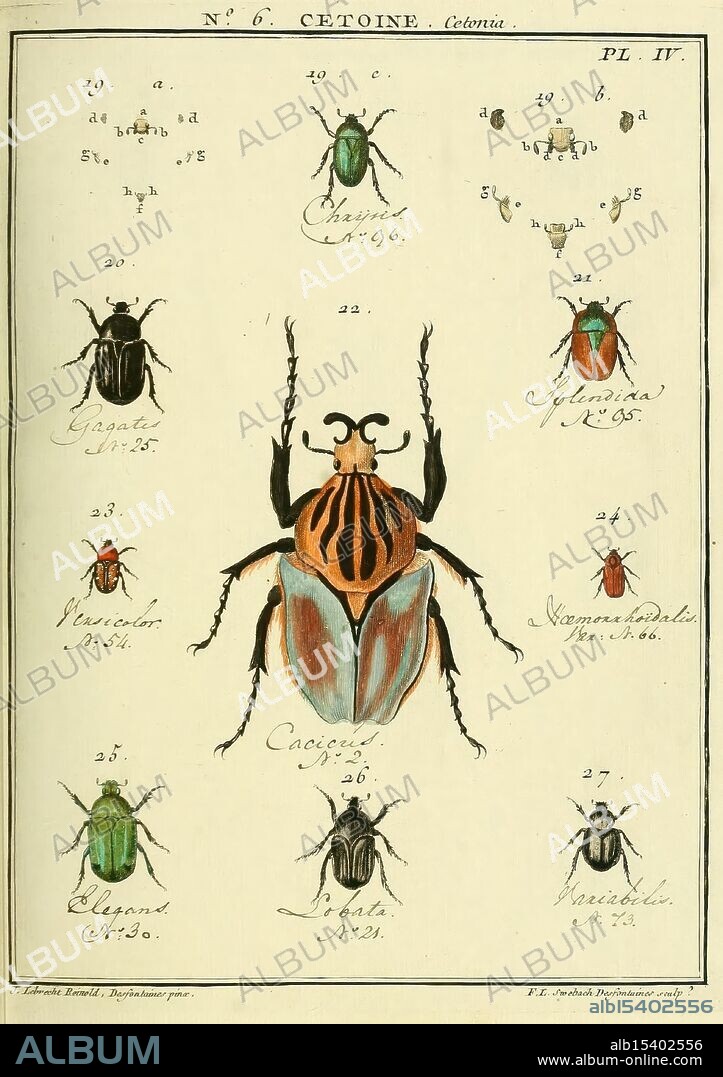 Entomologie, ou, Histoire naturelle des insectes, A Paris, De l'Imprimerie de Baudoin, 1789-1808, beetles, pictorial works, dazzling diversity, The illustration features a variety of beetles, displaying different colors and patterns. At the center is a prominently depicted beetle with a striking orange and black striped pattern, labeled as 'Cacicus.' Surrounding it are smaller beetles, each numbered and showcasing a range of hues, including green and metallic shades. Each specimen is meticulously detailed, emphasizing features like antennae and body shape. The arrangement creates a systematic presentation, reminiscent of a scientific study in entomology. The labels provide names and corresponding numbers, indicating a classical method of classification and study of these insects.