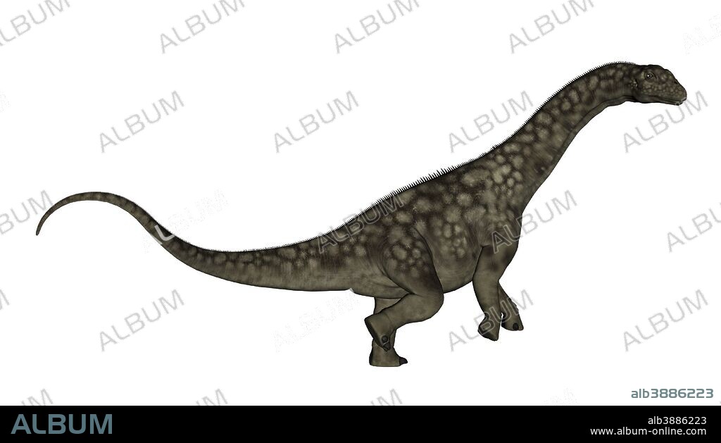 Argentinosaurus dinosaur isolated on white background.
