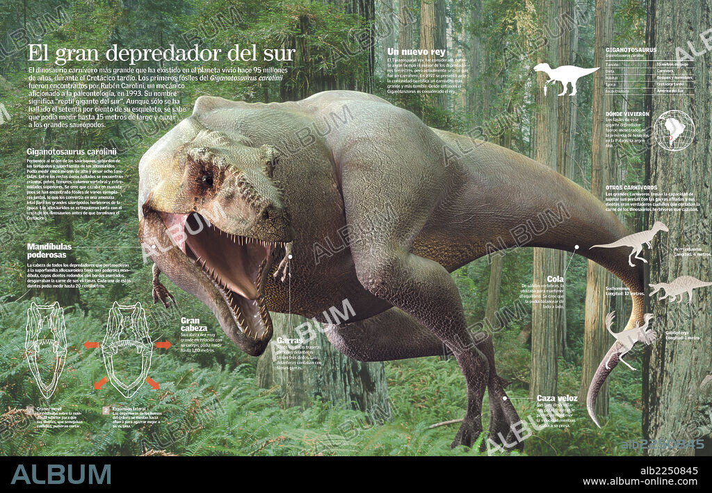 Giganotosaurus. Infografía de las características y hábitat del Giganotosaurus, el mayor dinosaurio carnívoro que vivió en el Cretácico tardío.