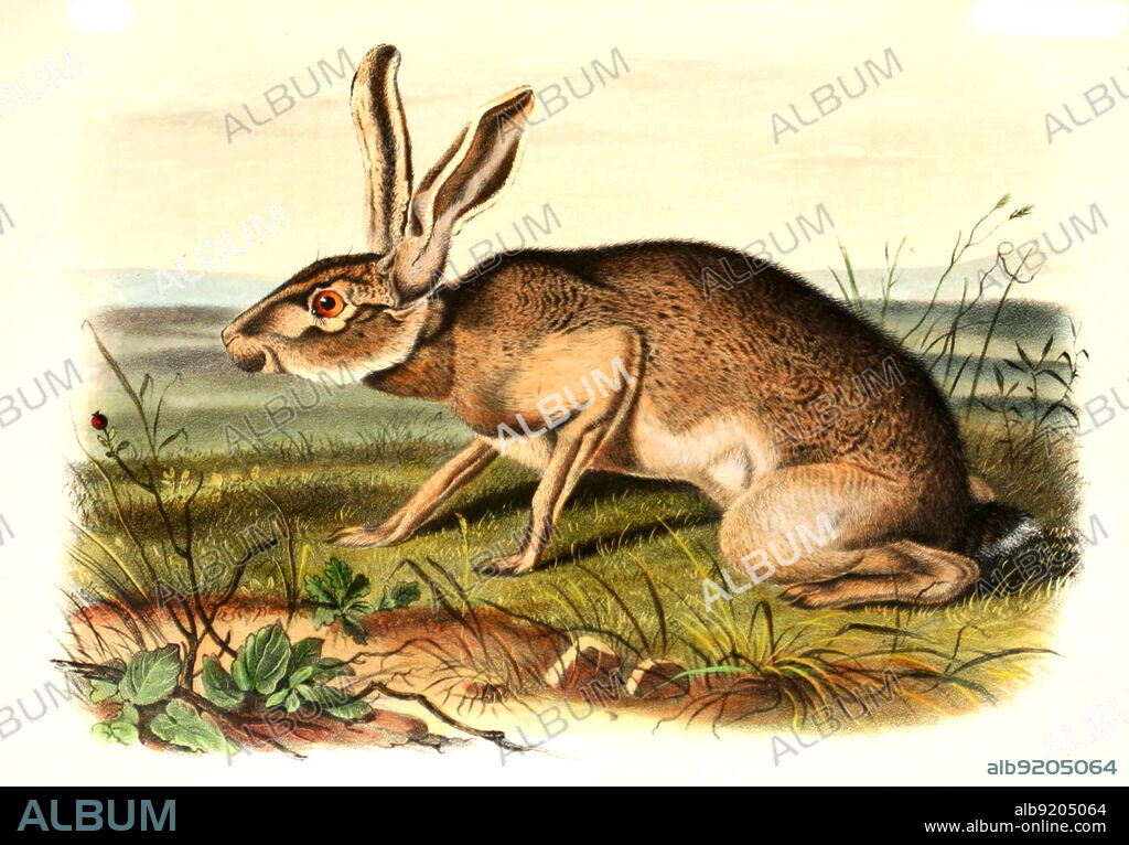 texanischer Eselhase, auch Kalifornischer Eselhase genannt, Lepus californicus, digital restaurierte Reproduktion einer Originalvorlage aus dem 19. Jahrhundert, genaues Originaldatum nicht bekannt / black-tailed jackrabbit, Texian Hare, Lepus Texianus, historical, digital improved reproduction of an original from the 19th century.