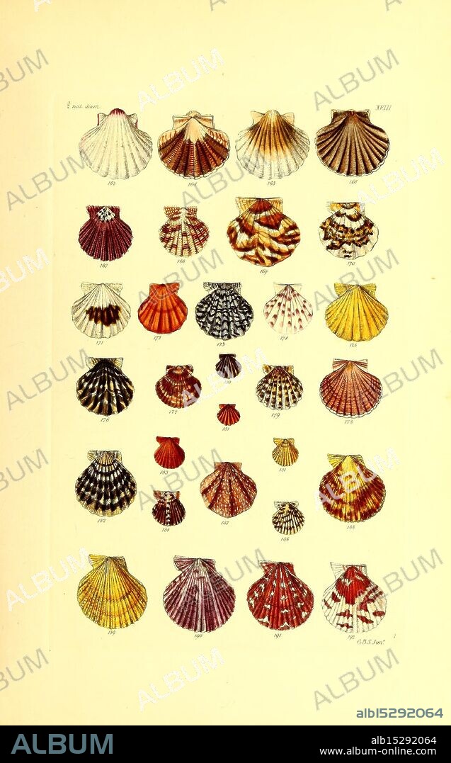 Thesaurus conchyliorum, or Monographs of genera of shells, London, Sowerby, 1847-1887, shells, mollusks, pictorial works, A collection of various seashells displayed in an organized grid. Each shell showcases unique patterns, textures, and colors, ranging from vibrant stripes to delicate speckles. The shells are numbered for identification, demonstrating a variety of species. This arrangement emphasizes the intricate beauty and diversity found in marine life, highlighting the shapes and designs that nature creates. Each specimen represents a different aspect of coastal ecosystems and invites a closer examination of their fascinating details.
