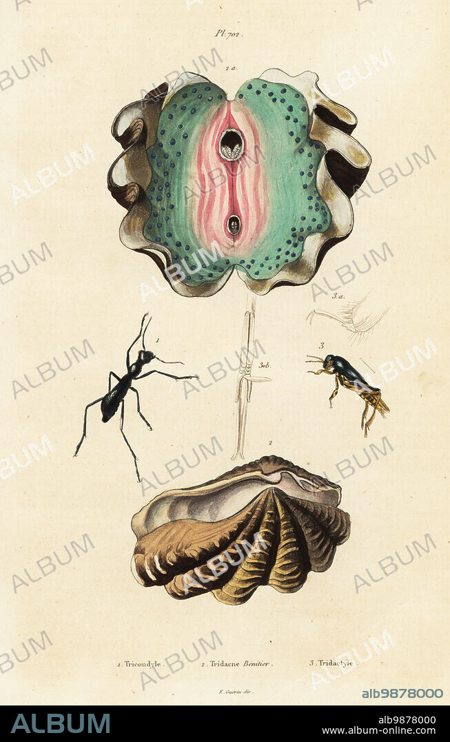 Giant clam, Tridacna gigas, and beetles, Tricondyla aptera, Xya variegata (Tridactylus variegatus). Handcoloured steel engraving from Felix-Edouard Guerin-Meneville's Dictionnaire Pittoresque d'Histoire Naturelle (Picturesque Dictionary of Natural History), Paris, 1834-39. .