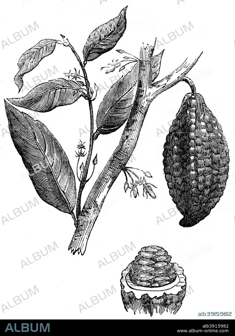 The chocolate nut tree, 1886. Pod of the Cacao tree, from which cocoa and chocolate are made. Illustration from Cyclopaedia of Useful Arts, Mechanical and Chemical, Manufactures, Mining, and Engineering, by Charles Tomlinson, Volume I, published by James S Virtue, (London, 1886).