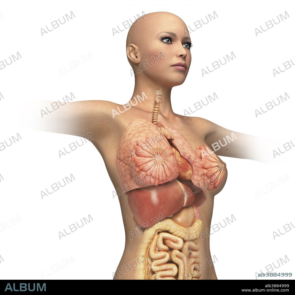 Woman body midsection with interior organs superimposed.