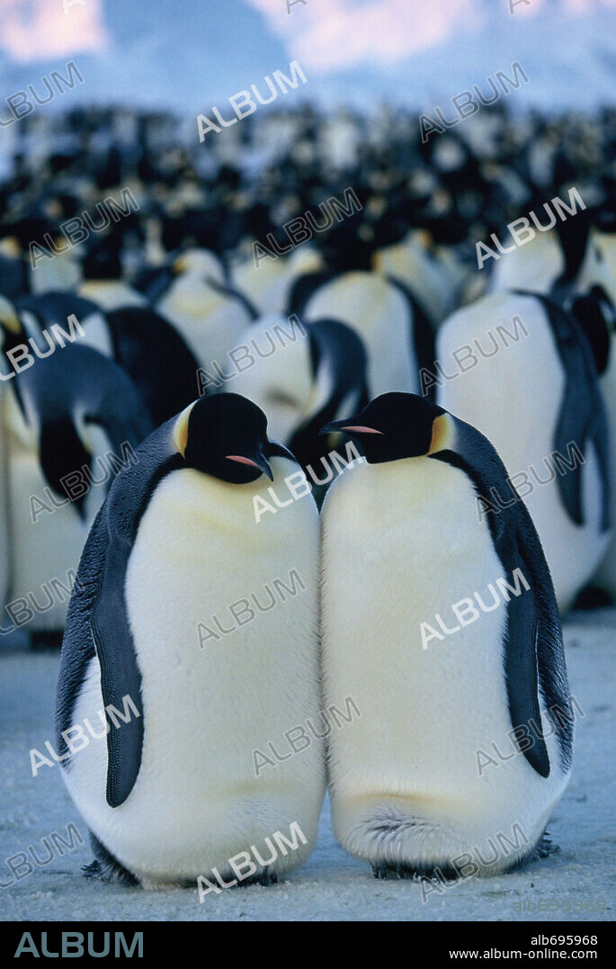 MARCH OF THE PENGUINS, 2005 (LA MARCHE DE L'EMPEREUR), directed by LUC JACQUET. Copyright NATIONAL GEOGRAPHIC / MAISON, JEROME.
