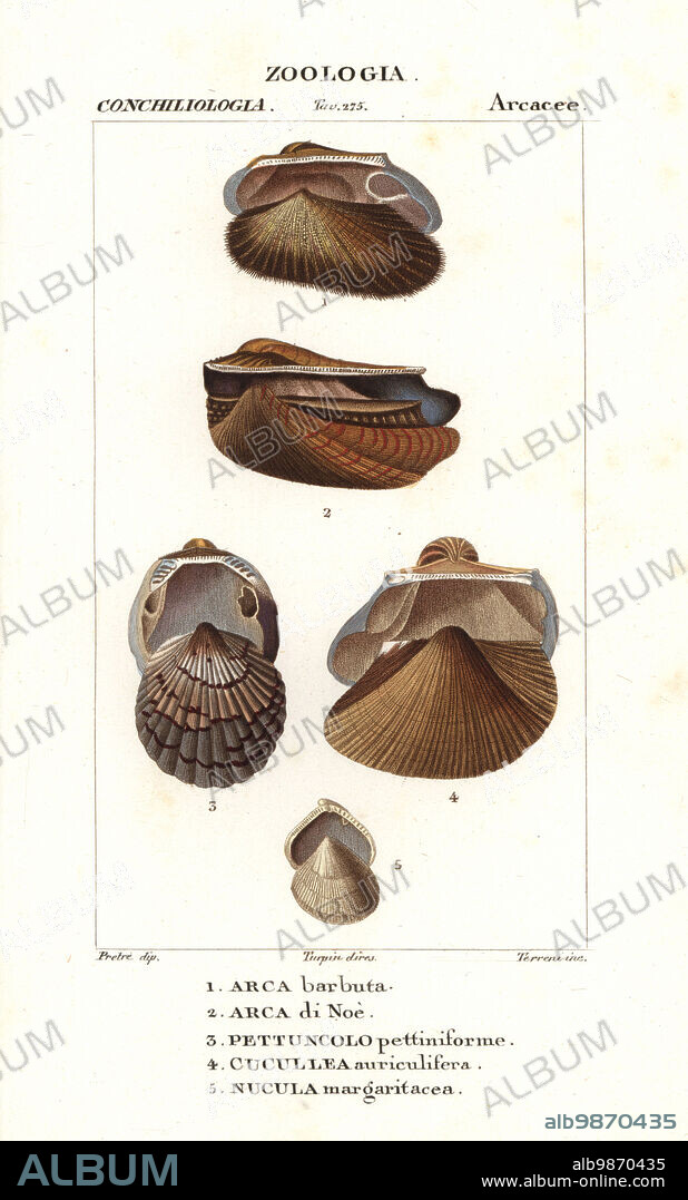 Ark clam, Barbatia barbata 1, Noahs ark shell, Arca noae 2, Tucetona pectunculus 3, false ark shell, Cucullaea labiata 4, and Nucula margaritacea 5. Handcoloured copperplate stipple engraving from Antoine Laurent de Jussieu's Dizionario delle Scienze Naturali, Dictionary of Natural Science, Florence, Italy, 1837. Illustration engraved by Terreni, drawn by Jean Gabriel Pretre and directed by Pierre Jean-Francois Turpin, and published by Batelli e Figli. Turpin (1775-1840) is considered one of the greatest French botanical illustrators of the 19th century.