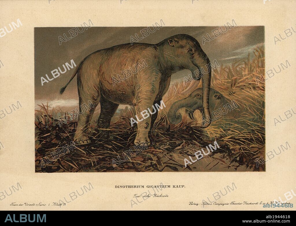 Deinotherium giganteum, large prehistoric relative of the elephant that appeared in the Middle Miocene and continued until the Early Pleistocene. Colour printed (chromolithograph) illustration by F. John from "Tiere der Urwelt" Animals of the Prehistoric World, 1910, Hamburg. From a series of prehistoric creature cards published by the Reichardt Cocoa company.