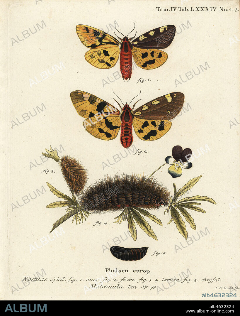 Large tiger moth, male and female, Pericallia matronula. Handcoloured copperplate engraving by Johann Carl Bock after Eugenius Johann Christoph Espers Die Schmetterlinge in Abbildungen nach der Natur, Erlangen, 1786.