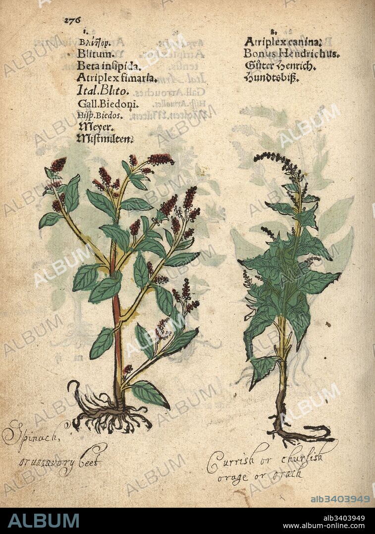 Good king henry, Blitum bonus-henricus .